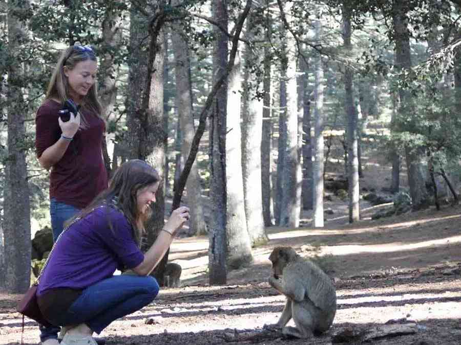 Travelers' delight: An encounter with Barbary macaques in the cedar forests along the Fes to Merzouga journey.