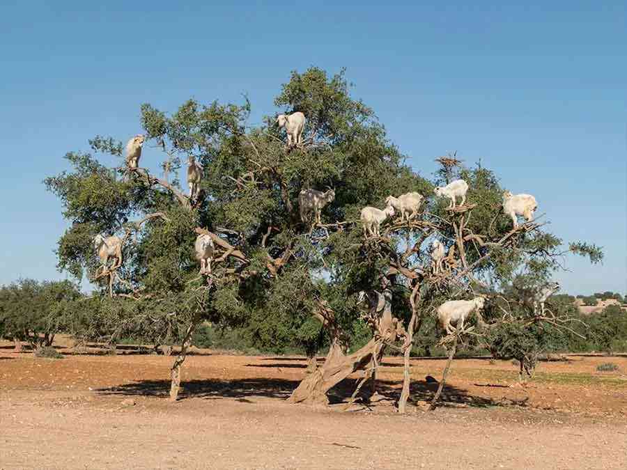 Marrakech-to-Essaouira-private-day-trip-