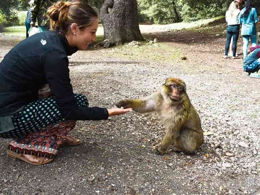 A heartwarming moment between a traveler and a Barbary macaque on the Marrakech to Fez tour.