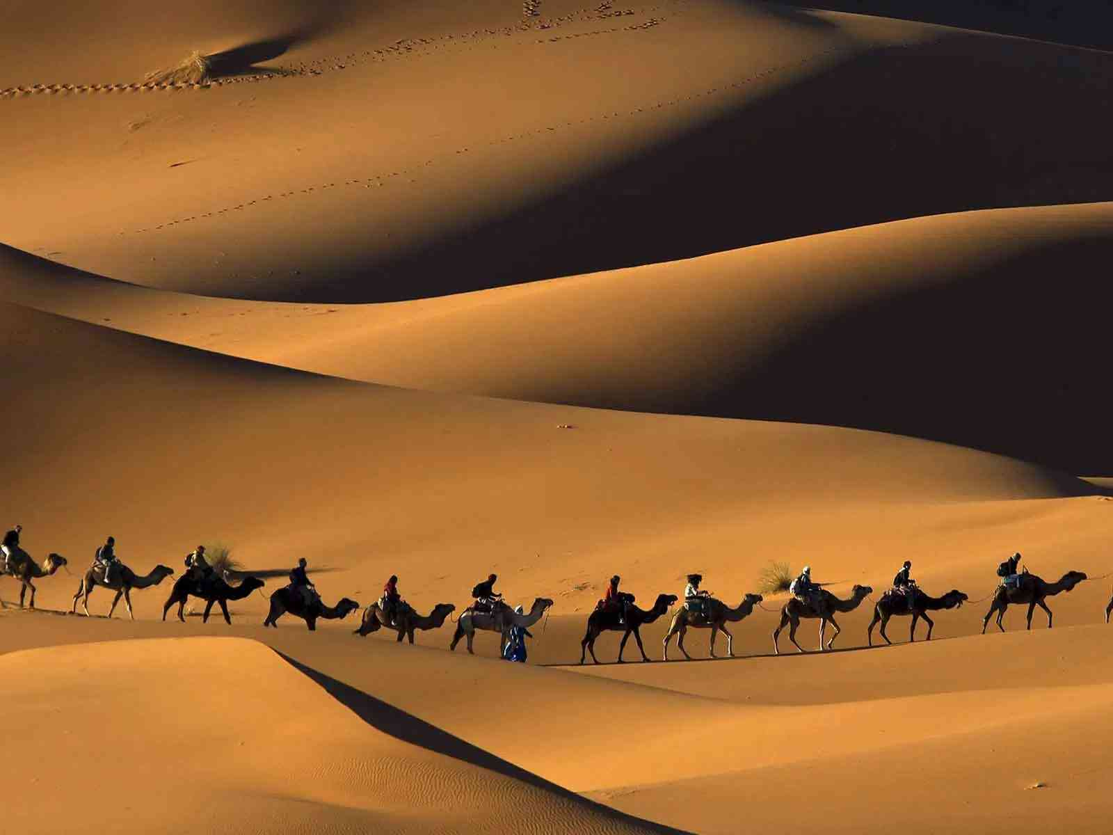 Experience the iconic camel caravan silhouette against Erg Chebbi's sunset dunes.