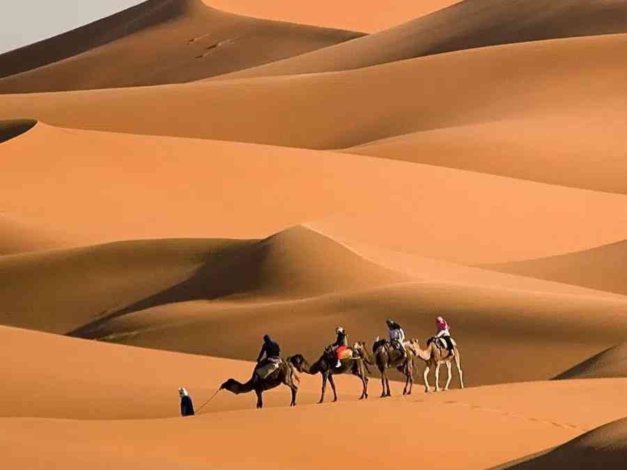 Traversing the serene dunes of the Sahara on a traditional camel caravan during a 4-day tour.